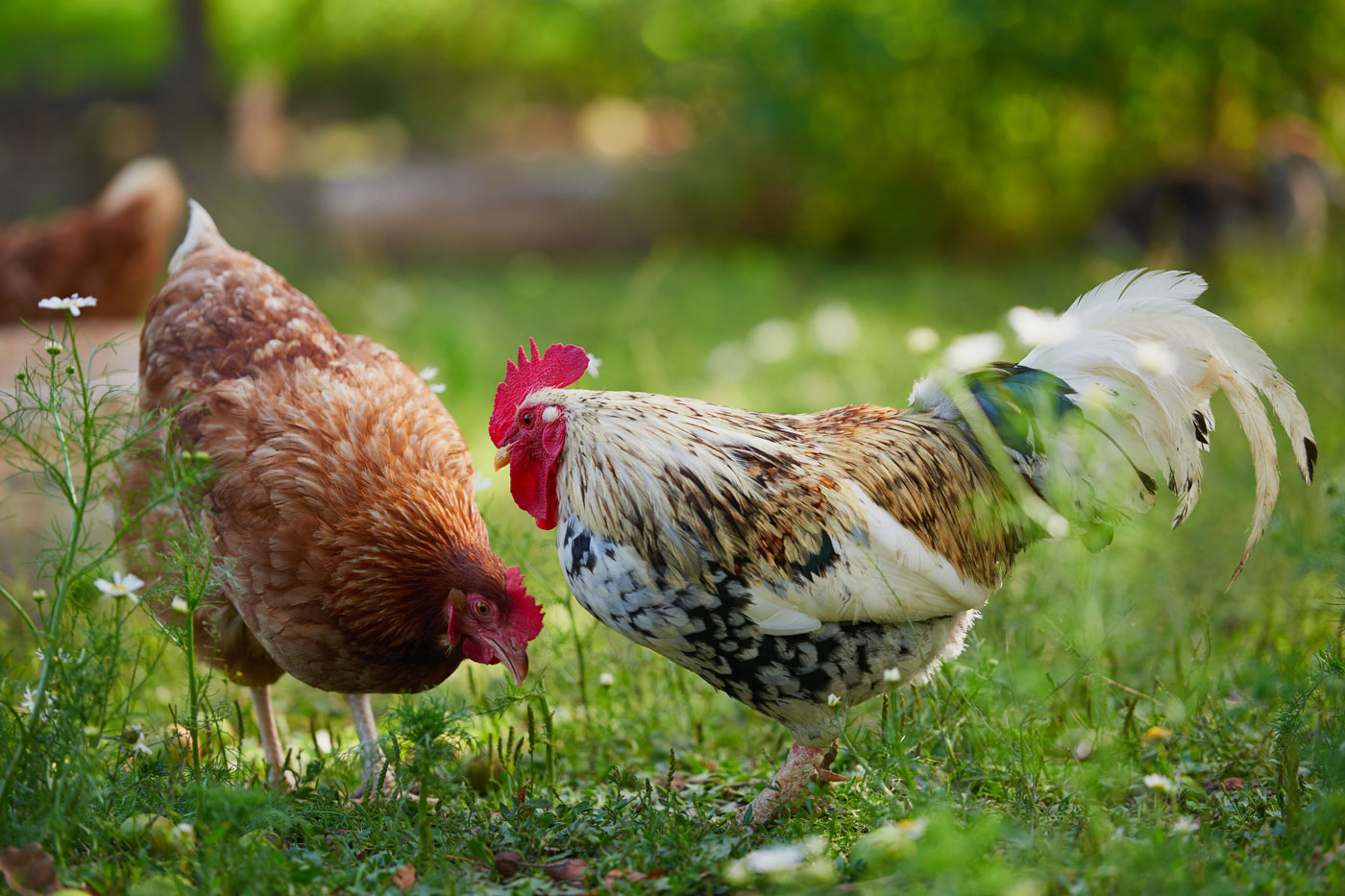 Purebreds Chickens for Sale Brisbane | Poultry Produce Supplies